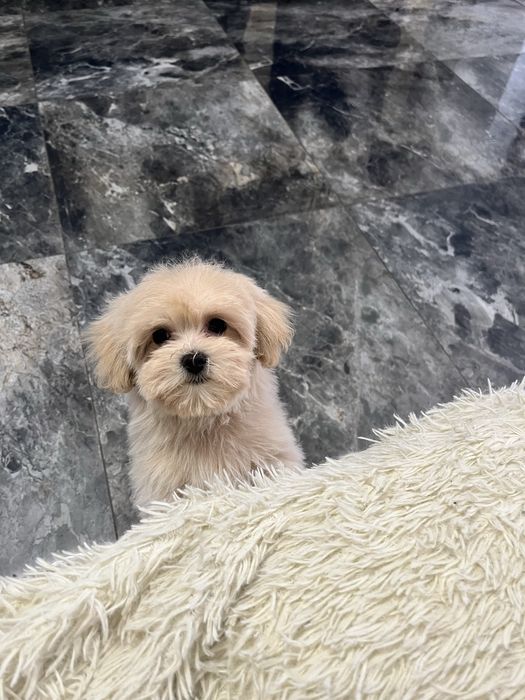 Готова до переїзду Мальтіпу ф1