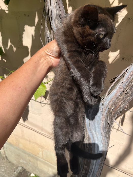 Кошеня хлопчик в хороші руки