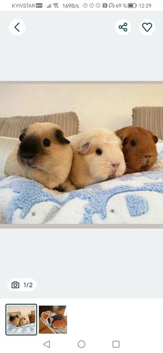 Морські свинки дівчатка Каліфорнія морские свинки,морська свинка,морск