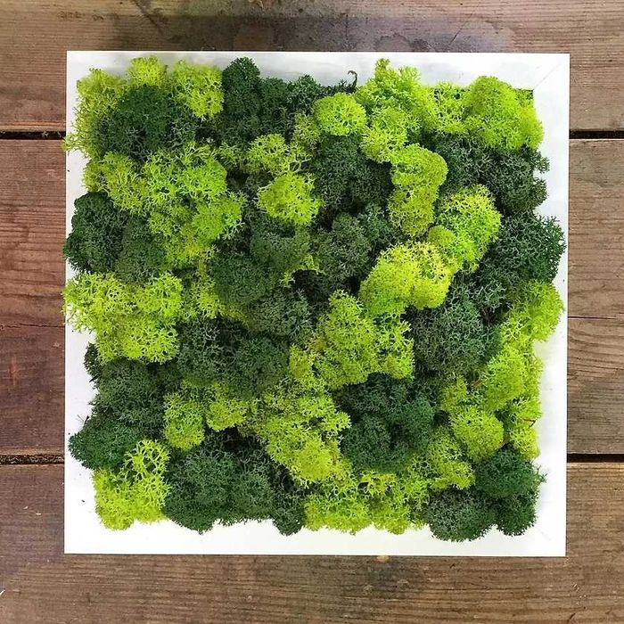 Знижка 50% Панно зі справжнім мохом Новорічне панно