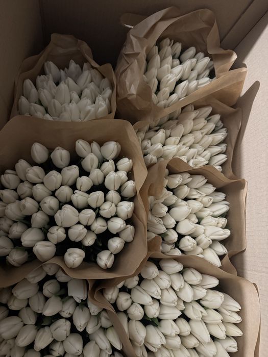 Тюльпани опт, роздріб український