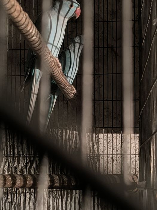 80€cada   3 Rignetes para venda azuis duas fêmeas e um macho e uma fêm