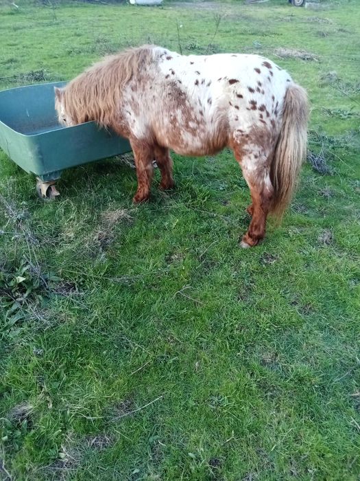 Poney Appaloosa muito manso