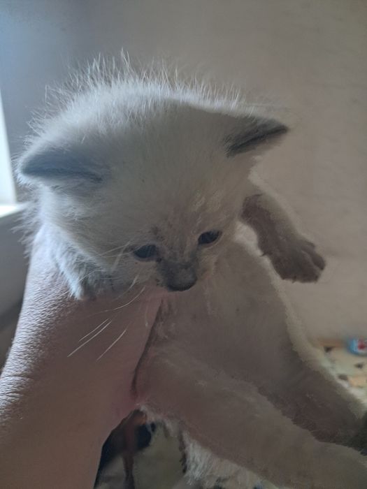 Продам кошенят сиамської породи .