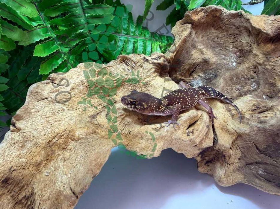 Gekon szczekający gekony underwoodisaurus milii Warszawa