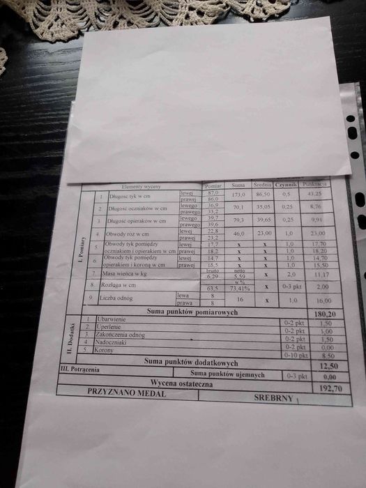 Poroże rogi byk jeleń piękny medalowy wieniec