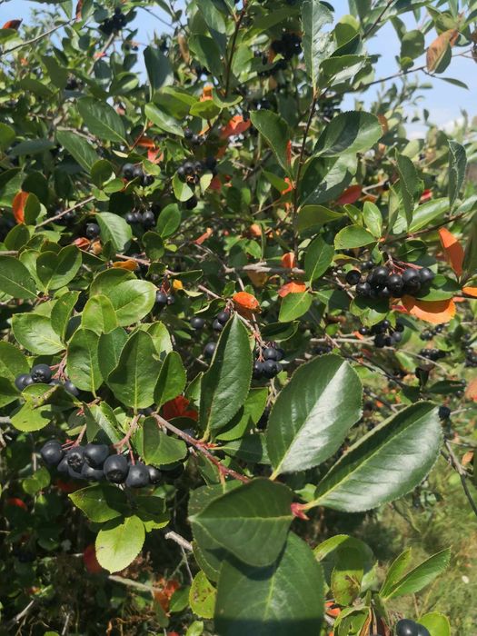Aronia świeża naturalna ECO 1 kg