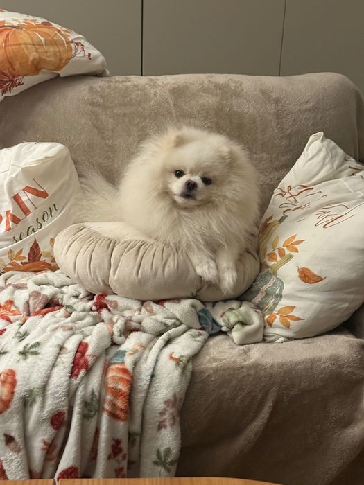 Reproduktor szpic pomeranian, Kalisz. Usługa krycia suni. Dopuszczenie