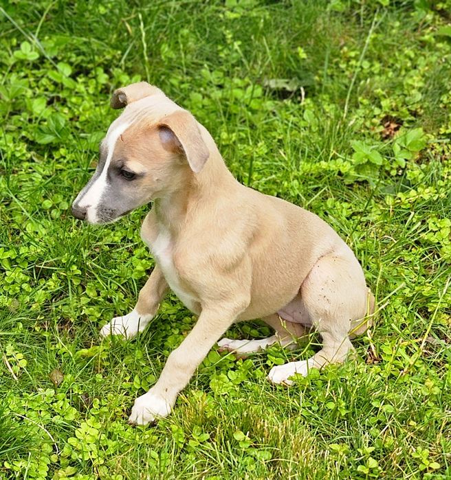 Chart angielski whippet suczka
