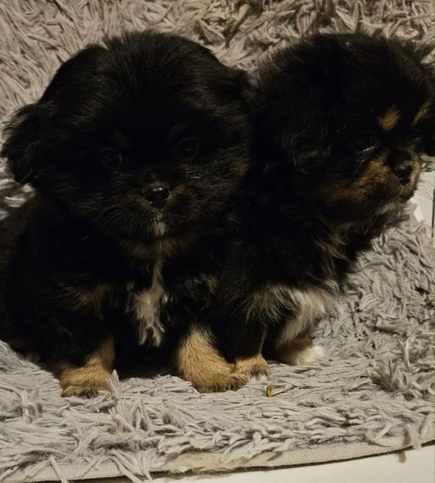 Szczeniaki pekinczyka