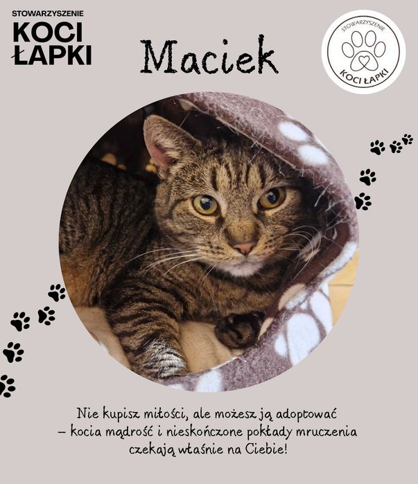 Maciek - mistrz mruczenia z sercem pełnym miłości