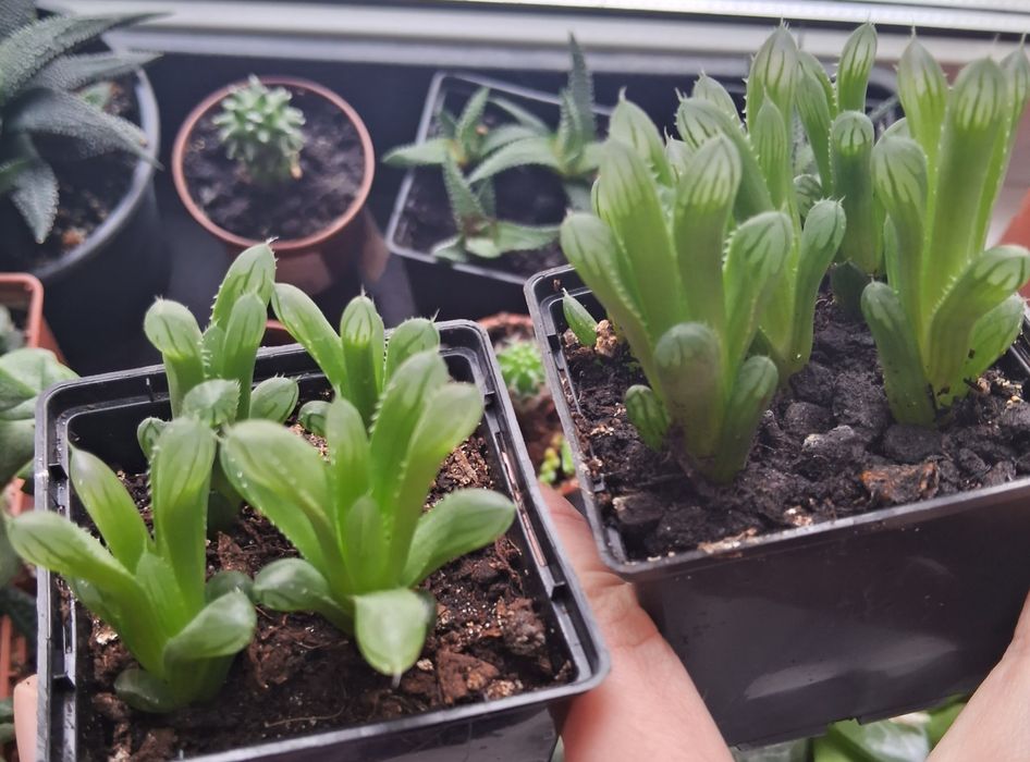 Продам хавортію діток