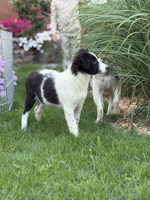 Czarno biały piesek border collie 4 miesiace