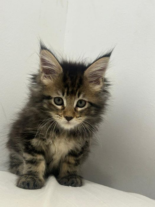 Gatinha tobby  para reprodução