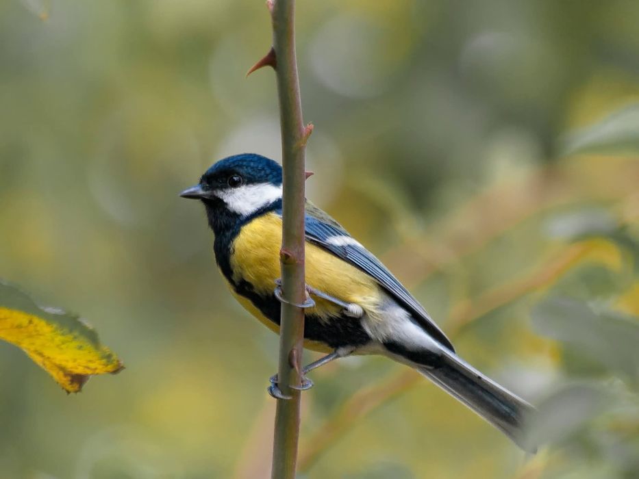 Olympus 70-300,Olympus 14-54,Перехідник 4/3-Micro 4/3