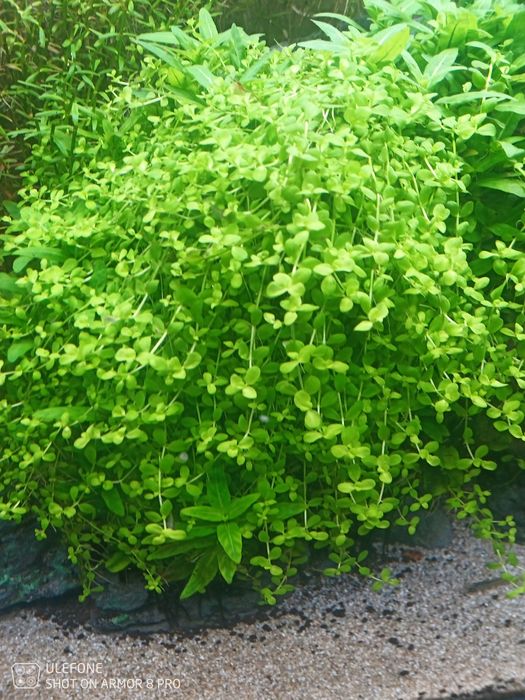 Boas Plantas para aquário .