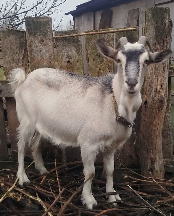 Продається коза. 2 роки.