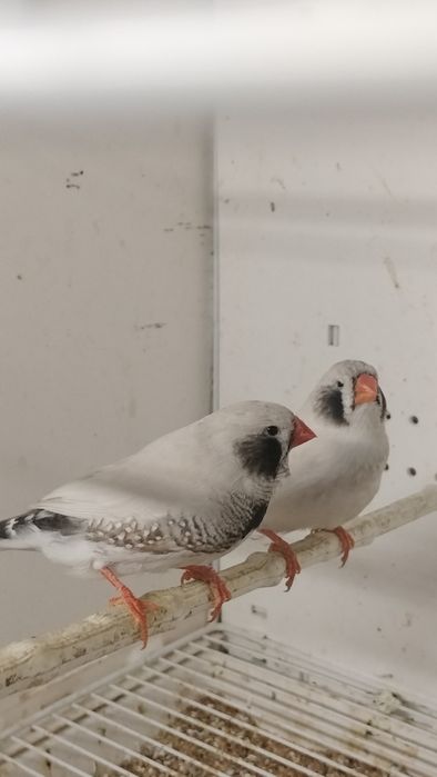 Zeberki wystawowe zadbane