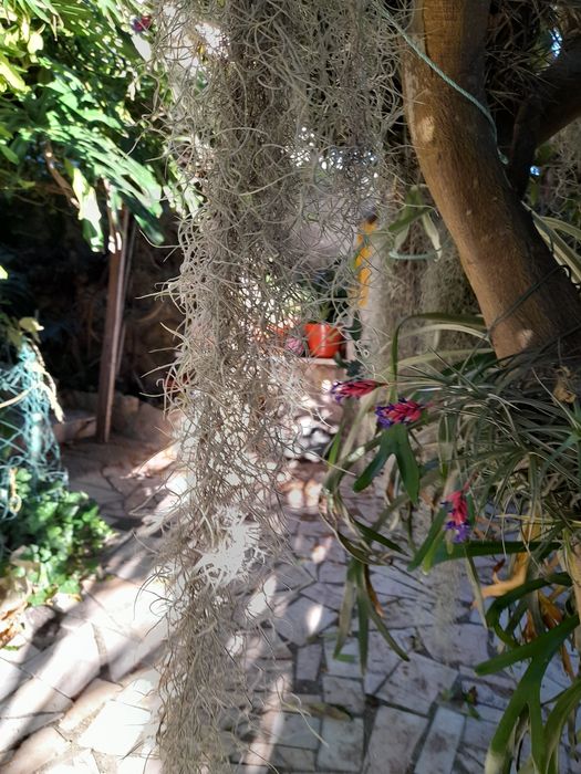 Planta aérea, barbas de velho