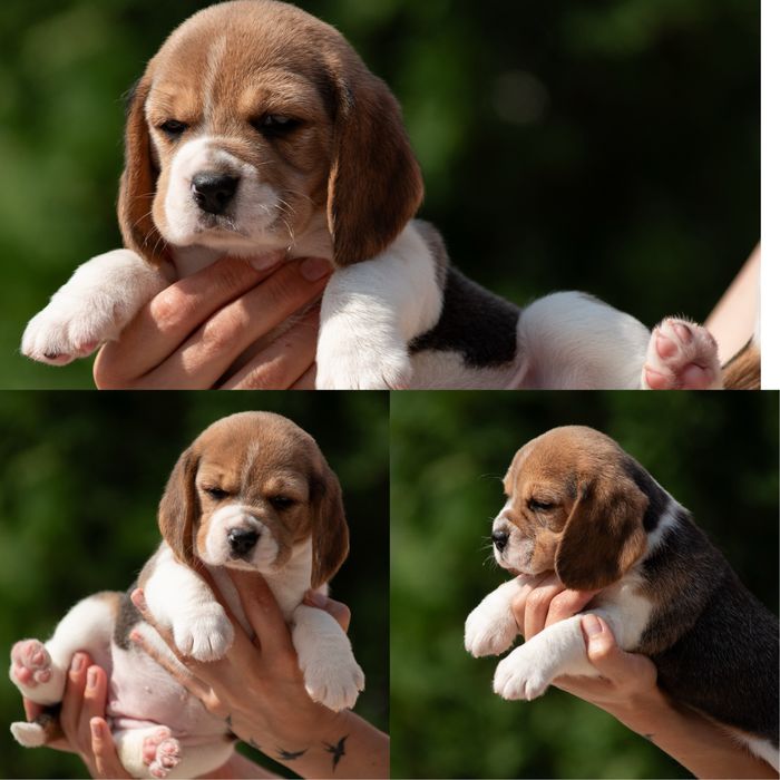 Чудові цуценята бігля, родовід КСУ