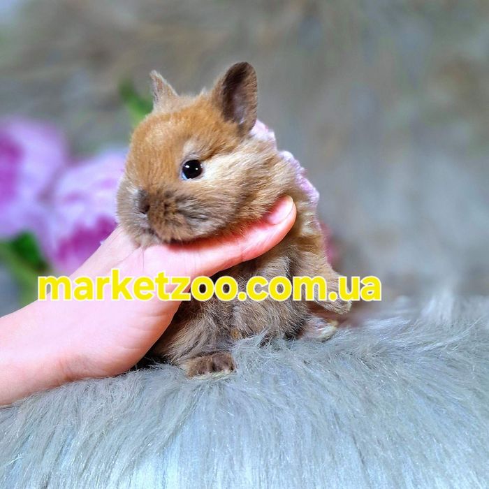 Карликовий кролик декоративний кроленя купити кролика Левоголовий Lion