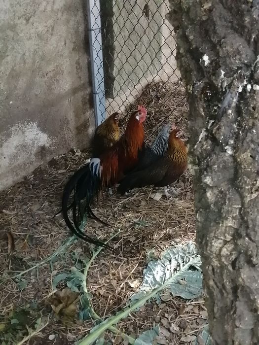 Galinhas de várias espécies