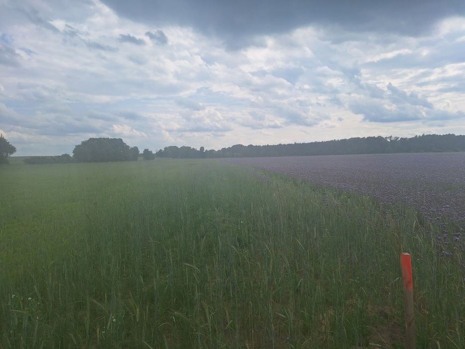 Działka budowlana blisko natury