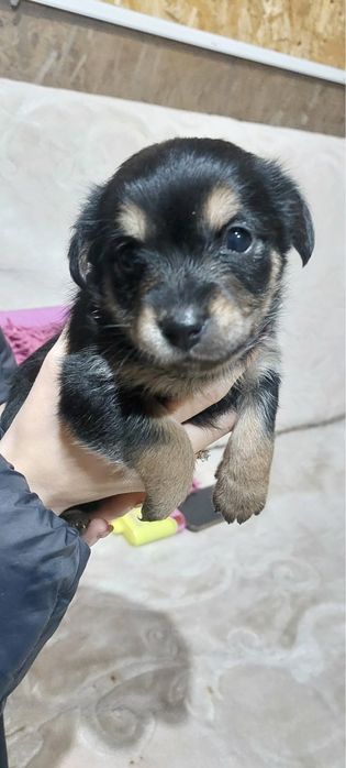 Szczeniaki szukają nowego domu