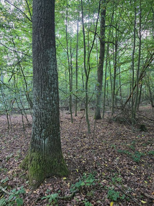 Las mieszany 3,63ha Brzozów, powiat siedlecki