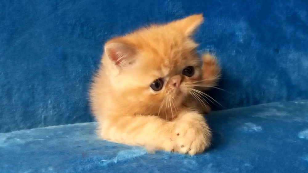 Яркий экзотический