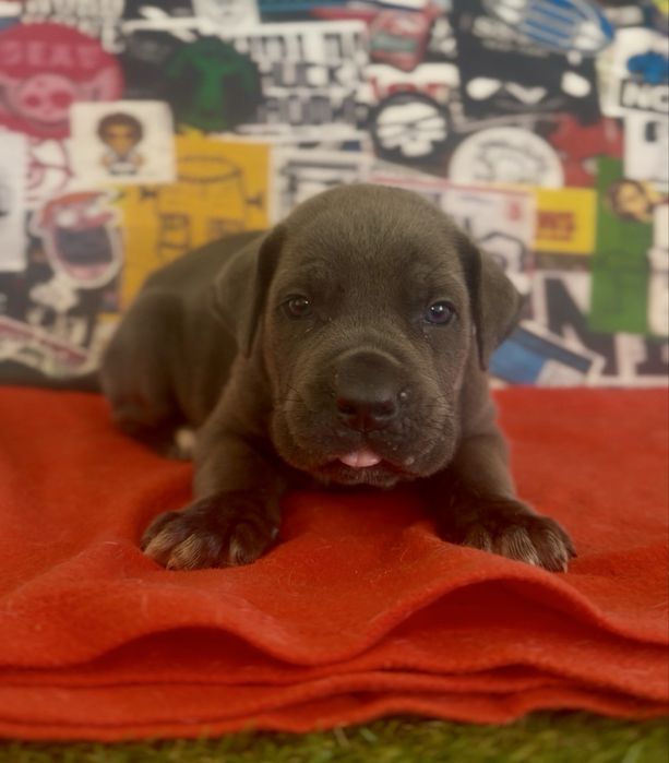 Cachorro cane corso italiano