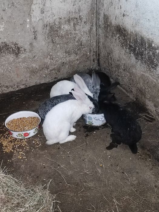 Sprzedam młode króliki