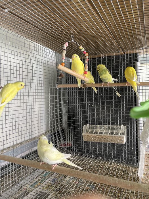 Periquito Australianos