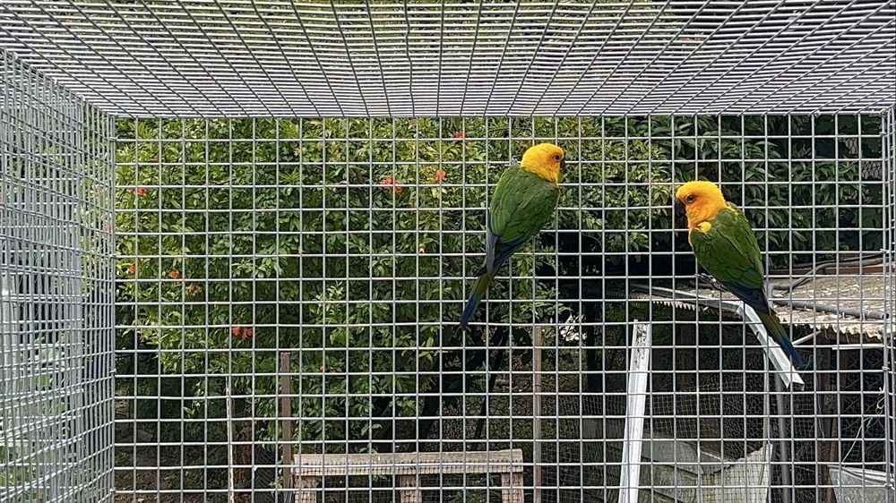 Casal Aratingas Jandayas