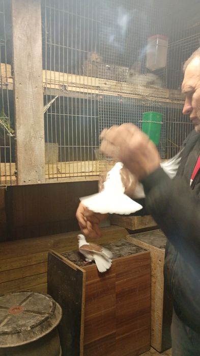 Sprzedam.turkoty i mewki