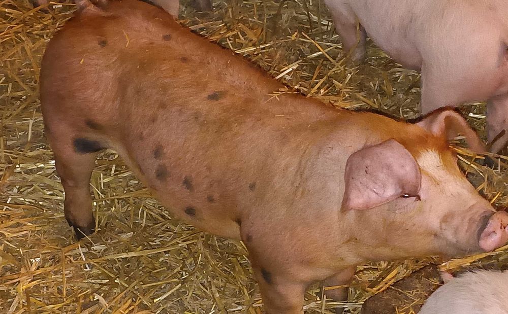 Prosięta, super mięsność duroc x pietrain