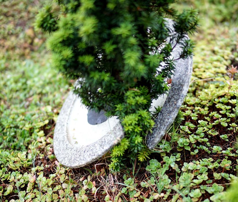 Obrzeża ozdobne Oz01 pod drzewa i krzewy- średnica 50cm