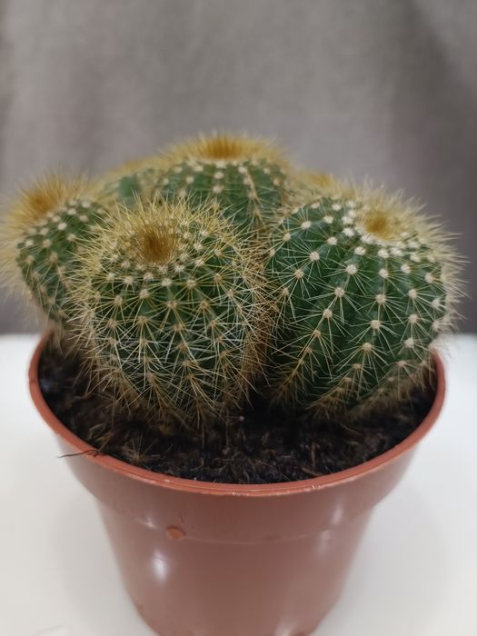 Кактус, кущові кактуси