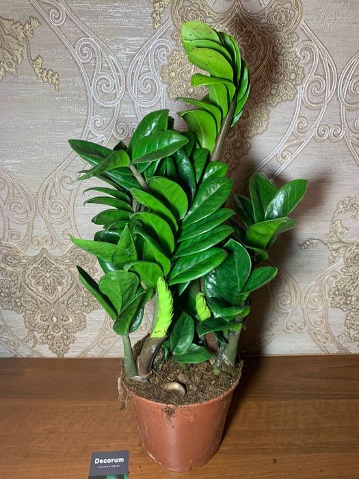 Заміокулькас Зензі