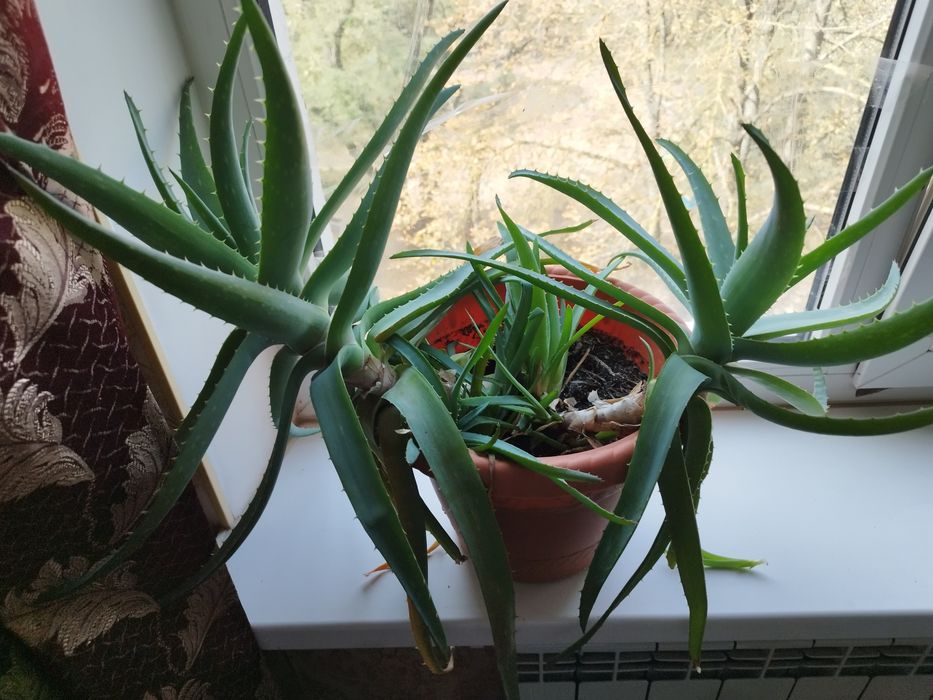 Отростки Алоэ огромный цветок