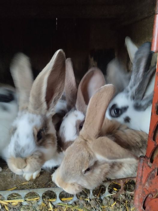 Królik króle sprzedam