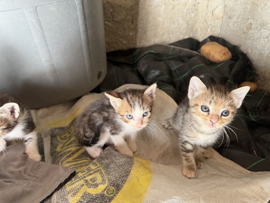 Dão-se 4 gatinhos