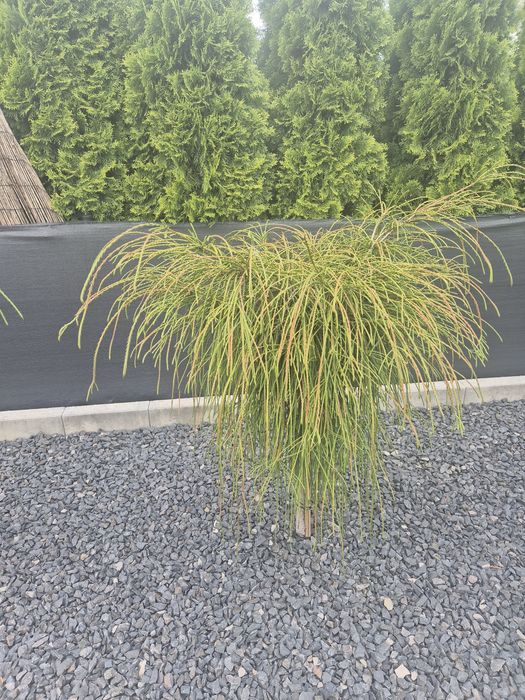 Thuja na pniu  6 sztk  podrośnięta