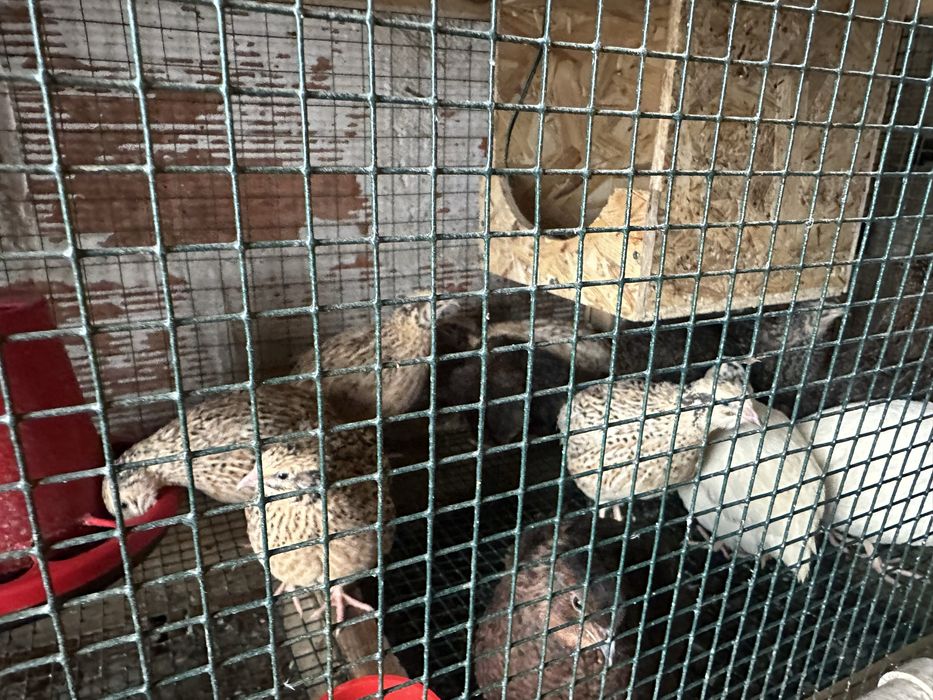 Codornizes  varias mutacõens