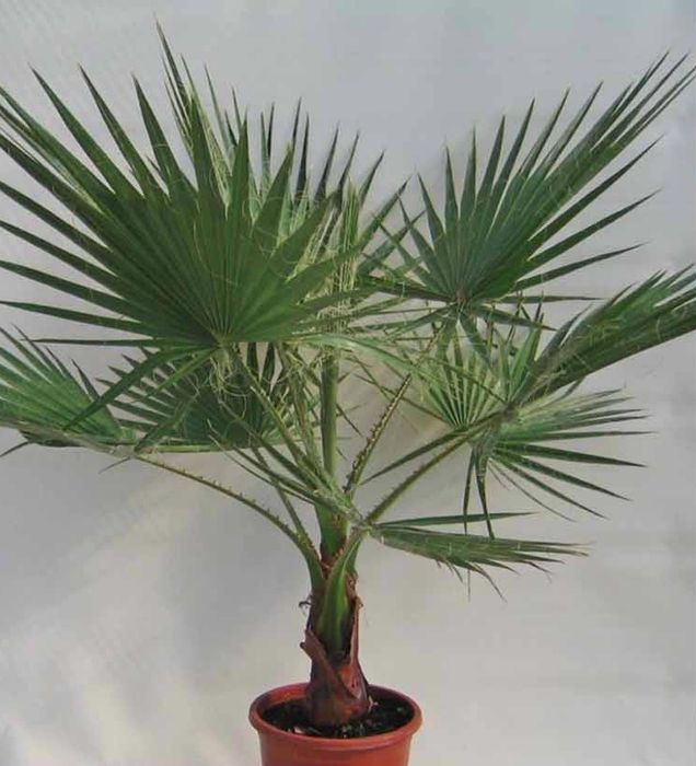 Palmeiras de leque de tronco fino Washingtonia robusta