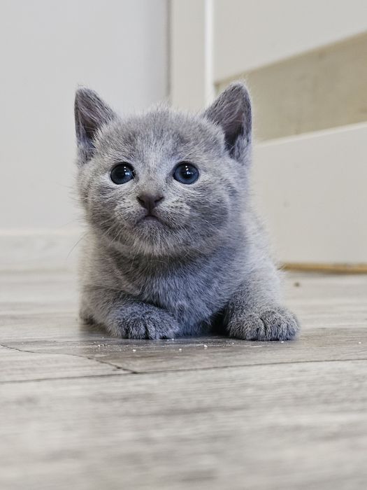 Kotka Rosyjska Niebieska WCF