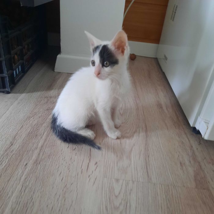 Білий котік в нову родину