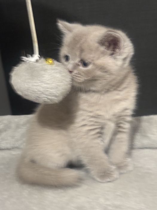Kotek bry bry tyjski