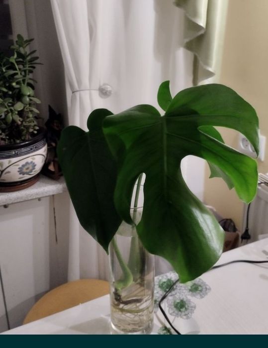 Маленькая Монстера.