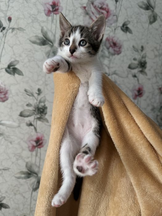 Милі та гарні пухнастики шукають собі домівку, віддам у гарні руки